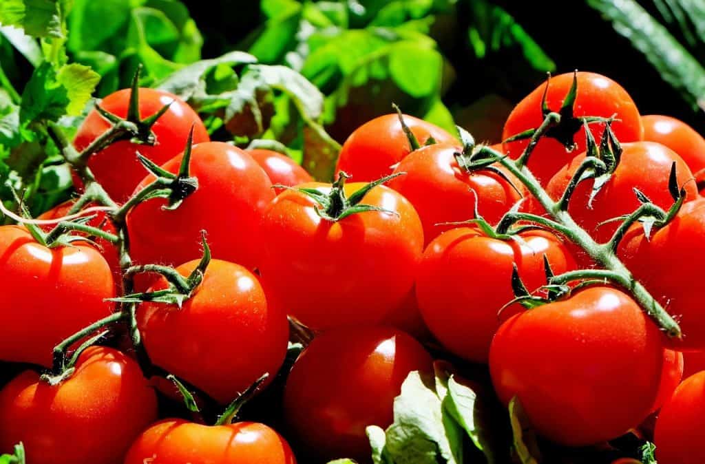 fresh vine-ripened tomatoes